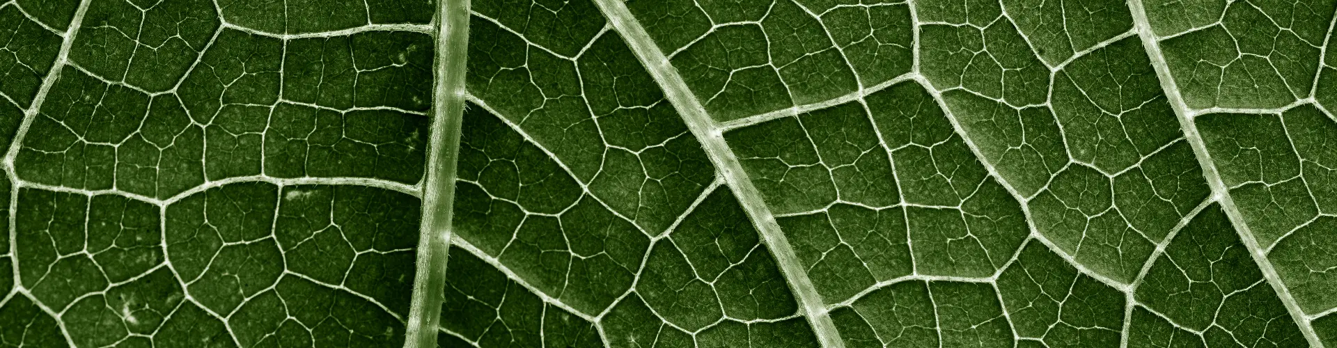 Close-up of green leaf veins